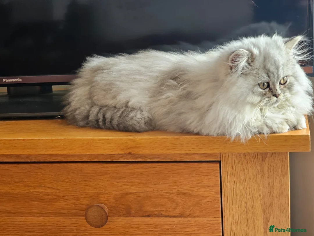 Persian cats for sale: Ready To Leave - Advert 2