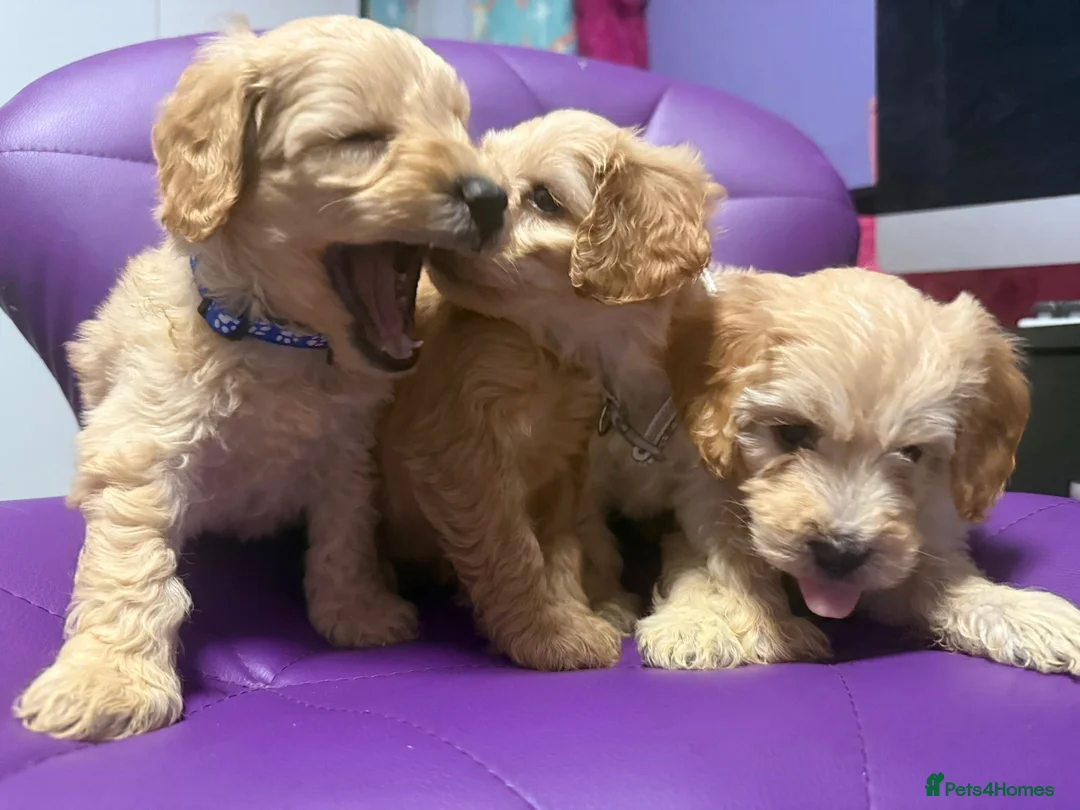 Cockapoo dogs for sale: Beautiful puppies  - Advert 14