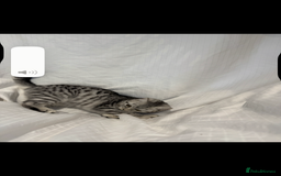 Scottish Fold cats for sale: Scottish Fold Kittens Variety of Colours - Image 8
