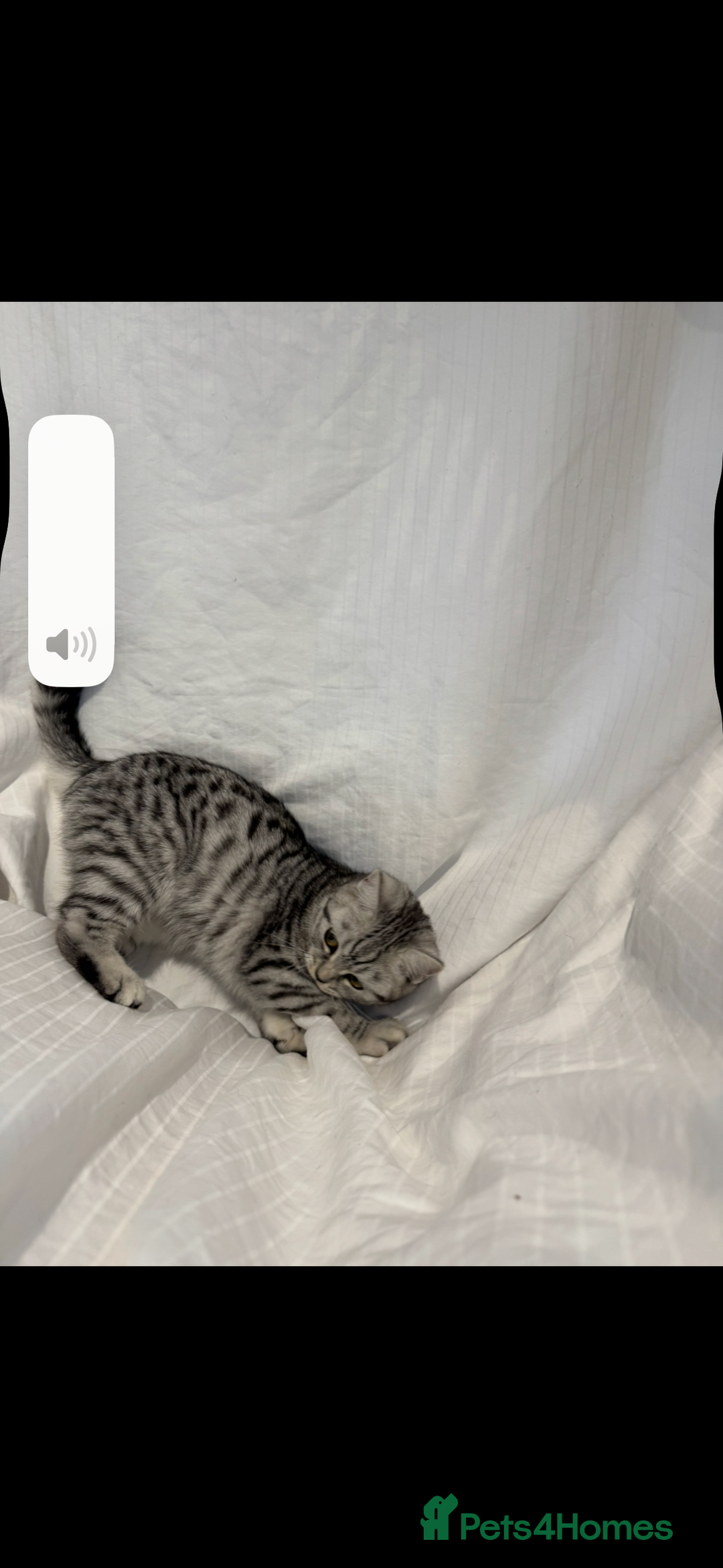 Scottish Fold cats for sale: Scottish Fold Kittens Variety of Colours - Image 8