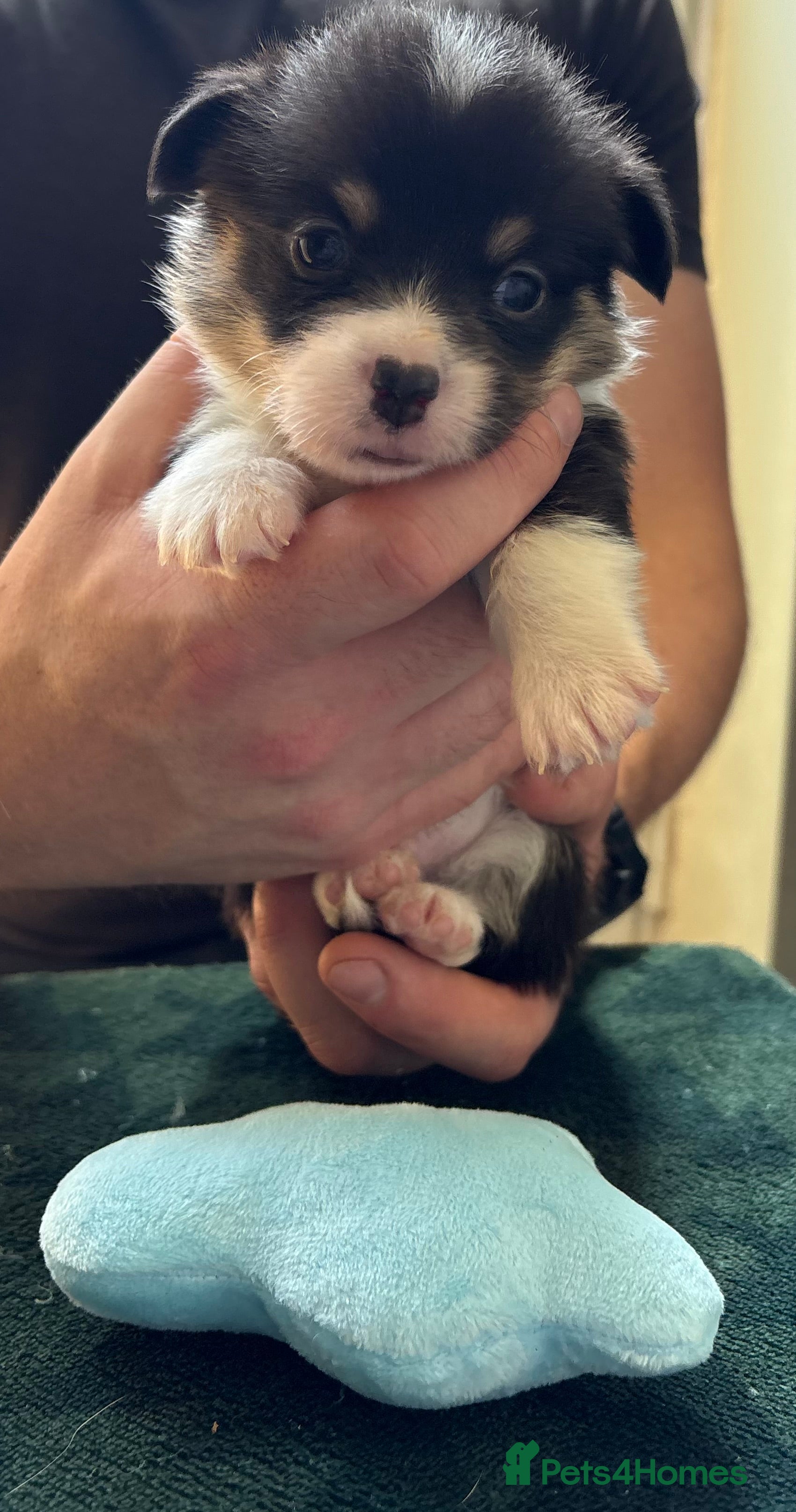 Welsh Corgi Pembroke dogs Welsh corgi (Pembroke) puppies - Advert 2