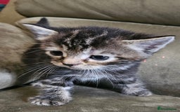 Mixed Breed cats for sale: 5 Beautiful Kittens Ready Soon - Image 9