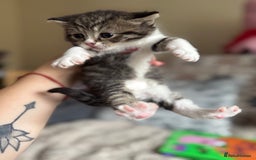 British Shorthair cats for sale: British shorthair cat  - Advert 14