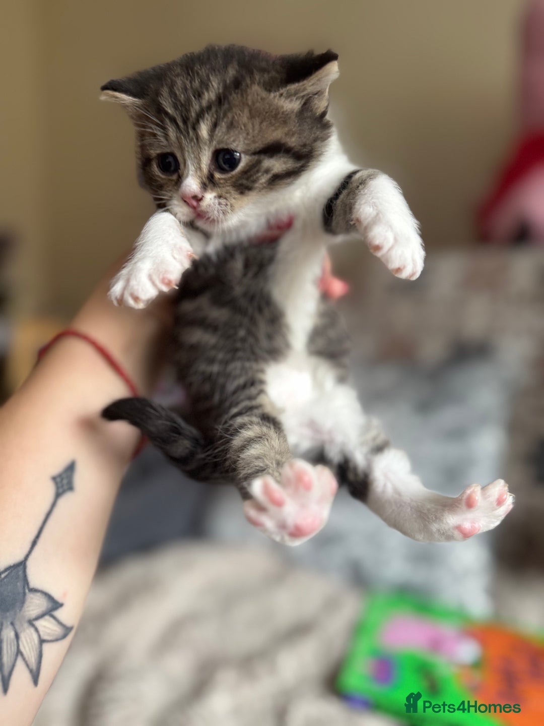 British Shorthair cats for sale: British shorthair cat  - Advert 14