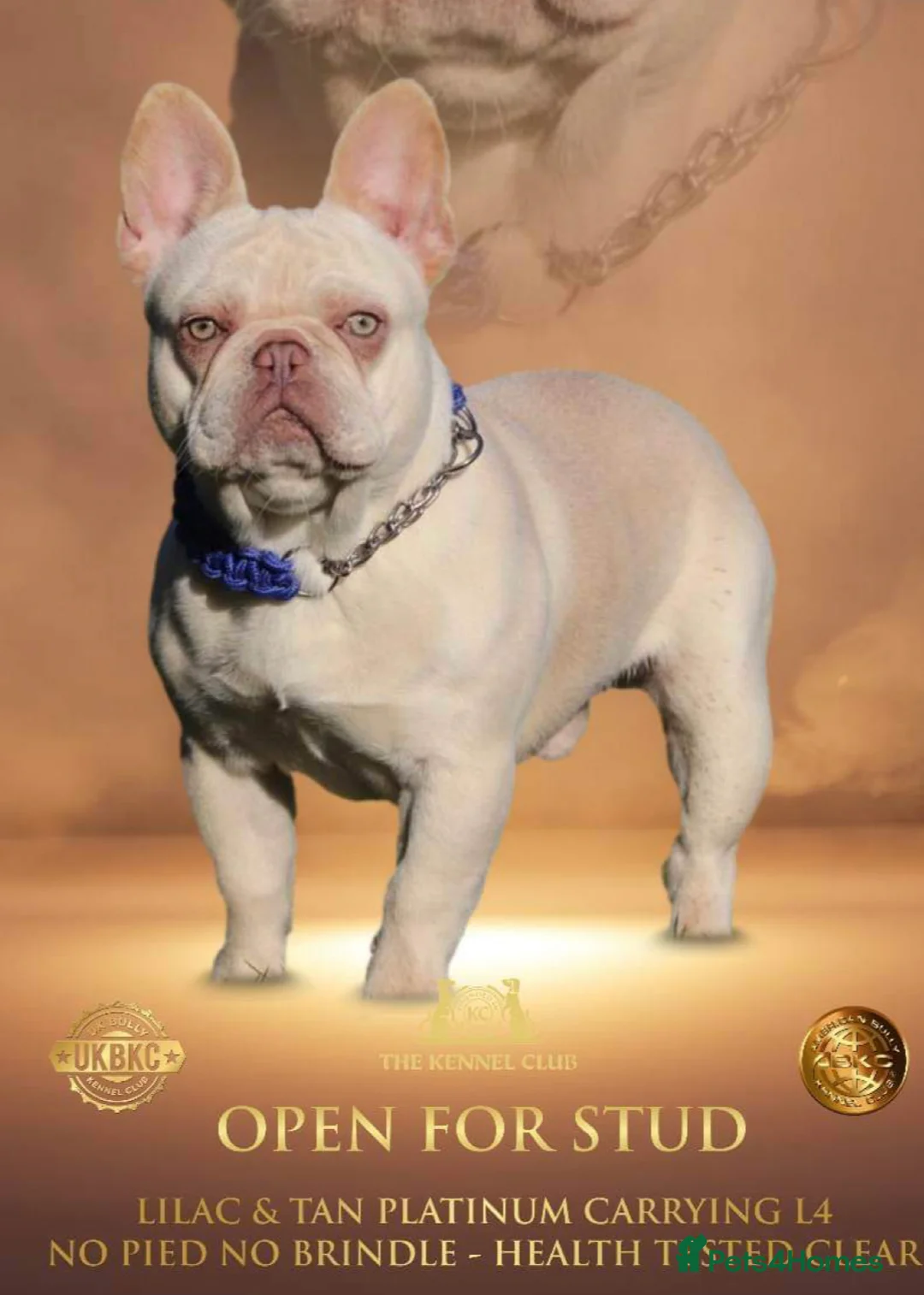 French Bulldog dogs for stud: Frenchie stud champion Flava  in Kings Langley - Advert 6