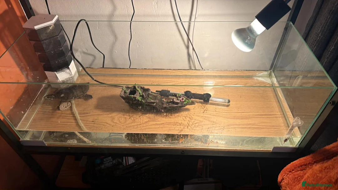 Terrapin reptiles for sale: Male common musk turtle  in Newcastle upon Tyne - Advert 2