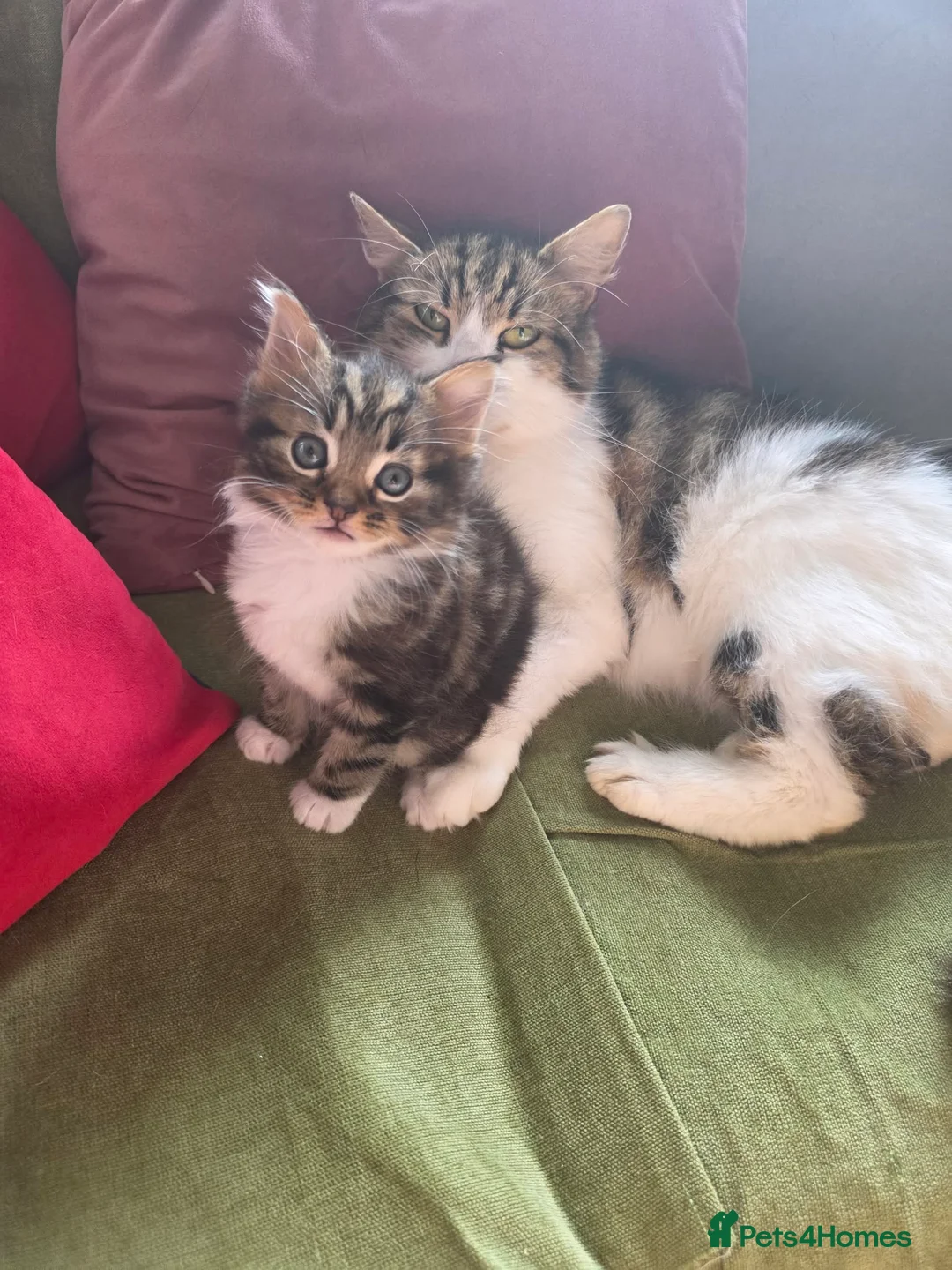 Mixed Breed cats for sale: Semi long kitten - Advert 4