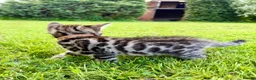Bengal cats for sale: Beautiful Bengal kittens  - Advert 10