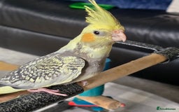 Cockatiels birds for sale: Handreared Cockatiels - Image 10