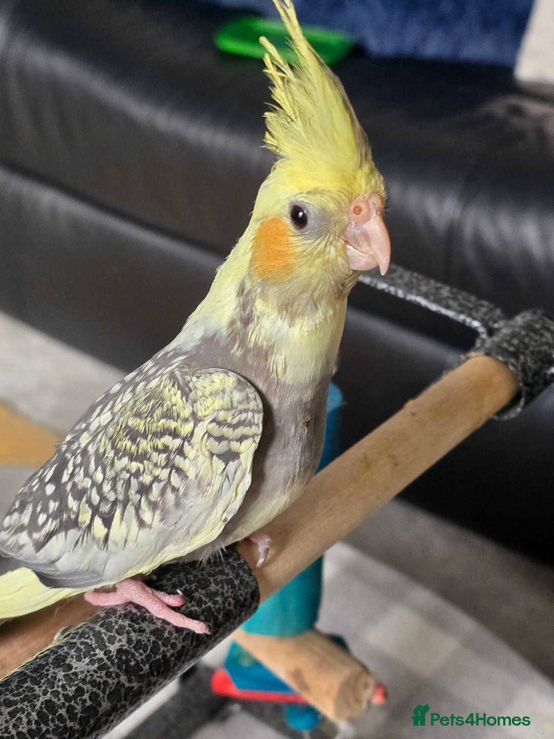 Cockatiels birds for sale: Handreared Cockatiels - Image 10