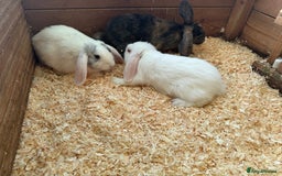 Mini Lop rabbits for sale: Mini lop babies - Image 10