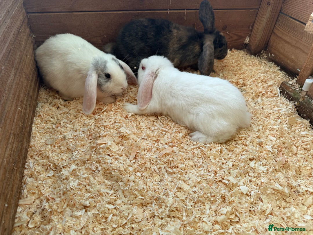 Mini Lop rabbits for sale: Mini lop babies - Image 10