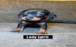 Mixed Breed dogs for sale: Adorable Doxiepoo Puppies for Sale - Advert 2