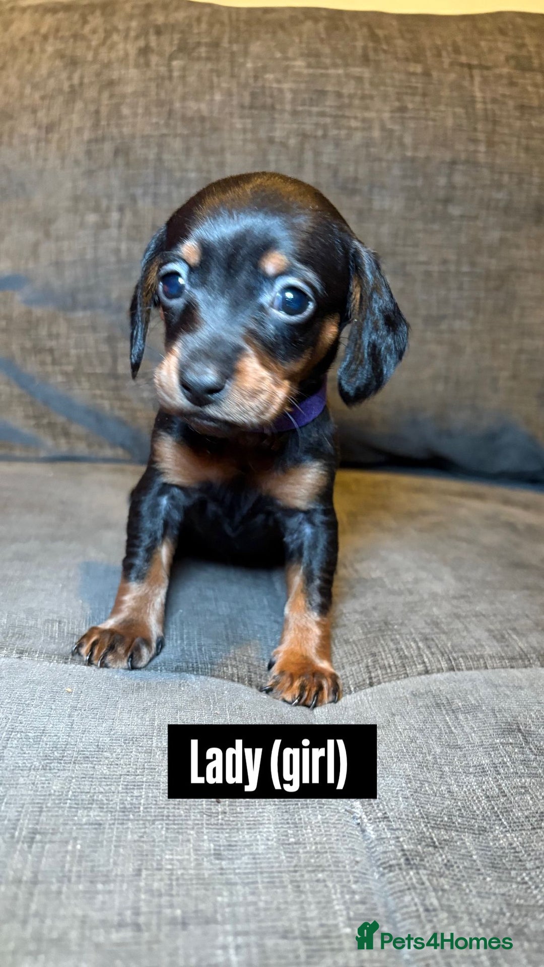 Mixed Breed dogs for sale: Adorable Doxiepoo Puppies for Sale - Advert 2