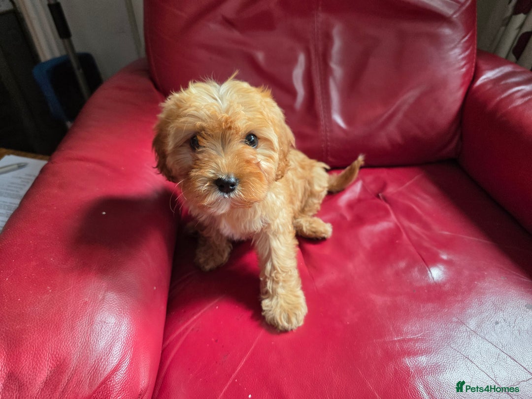 Cavapoo dogs for sale: Red f1 cavapoos  in Knutsford - Image 6