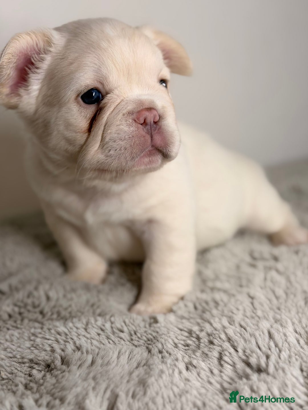 French Bulldog dogs for sale: Full visual outstanding fluffy frenchies - Advert 3