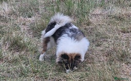 Pomsky dogs for sale: Pomsky merle bitch  - Image 4