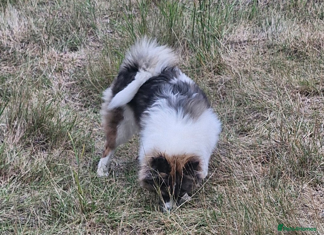 Pomsky dogs for sale: Pomsky merle bitch  - Image 4