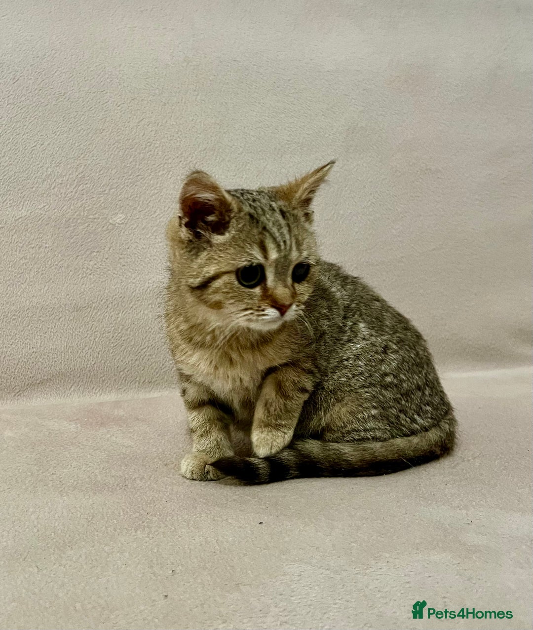 British Shorthair cats for sale: Charming pure BSH kitten - Image 2