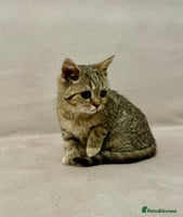 British Shorthair cats - Advert 9