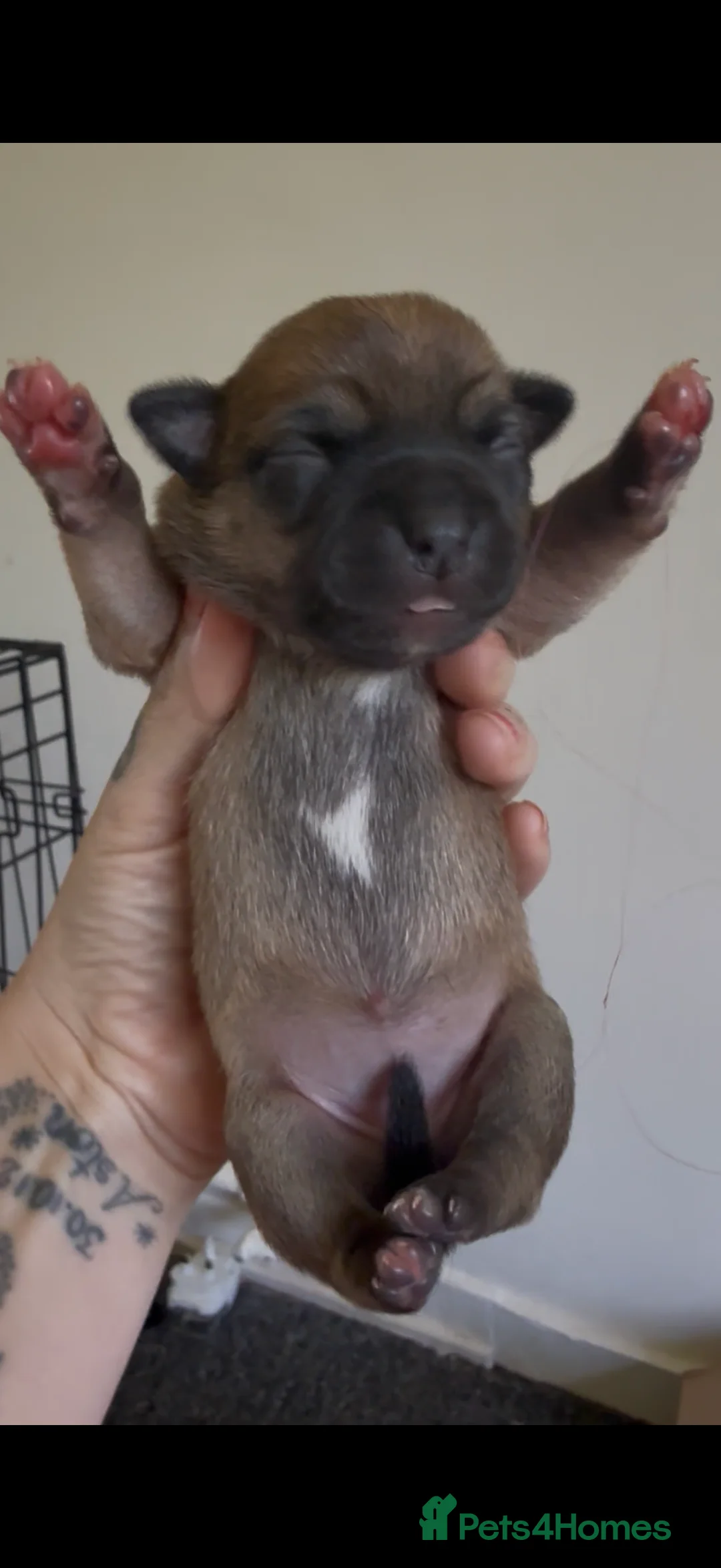 Staffordshire Bull Terrier dogs for sale: Staffy puppies  - Advert 1