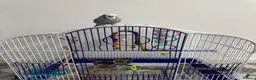Budgerigars birds for sale: Budgie tamed and very interactive - Advert 2