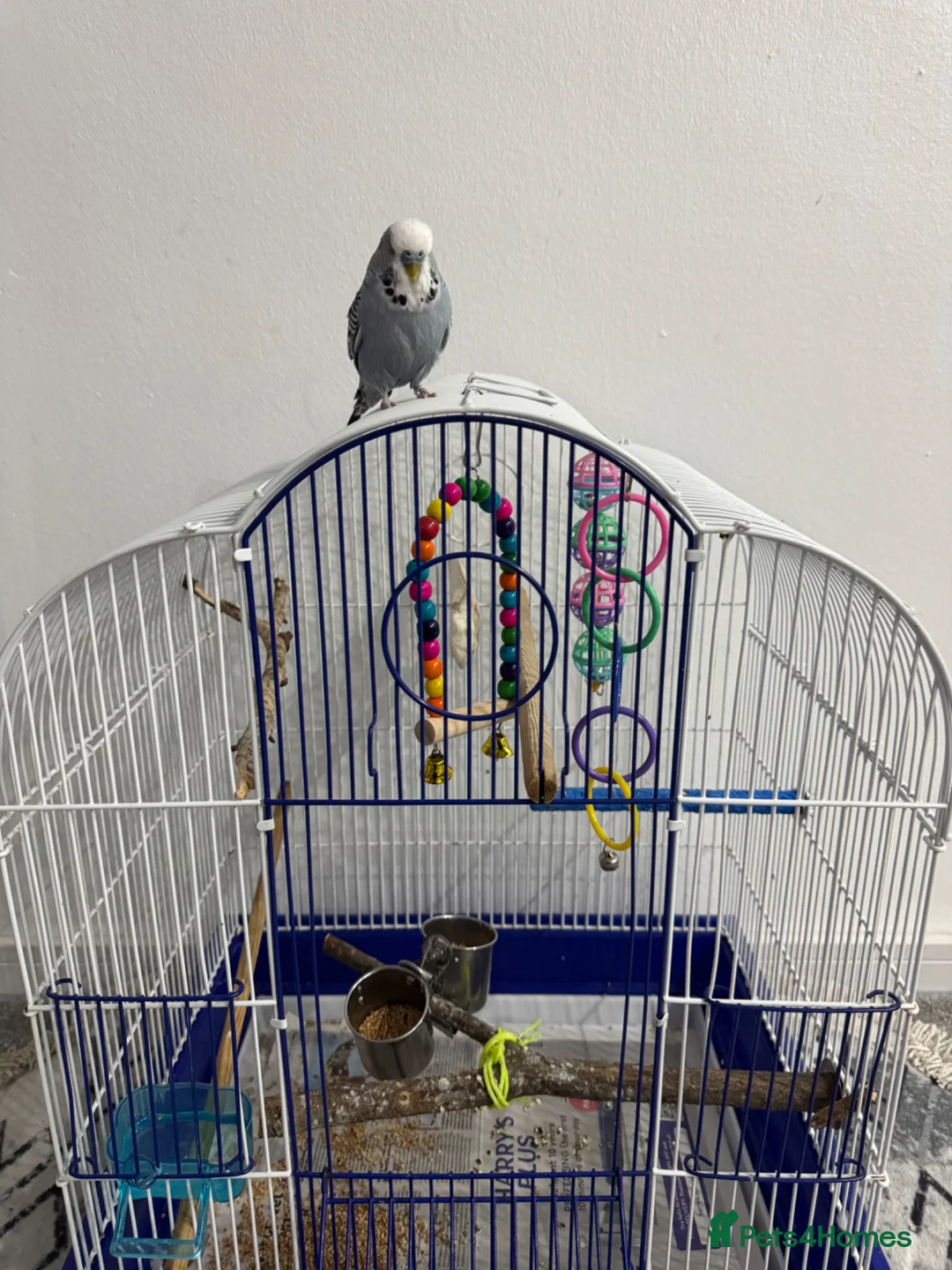 Budgerigars birds for sale: Budgie tamed and very interactive - Advert 2