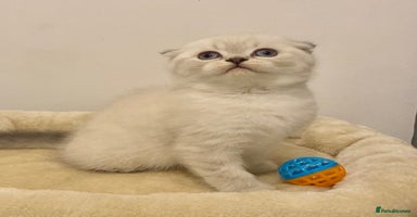 British Shorthair cats 🧸EXCEPTIONAL QUALITY PURE BREED BSH TEDDY BEARS🧸 - Advert 14