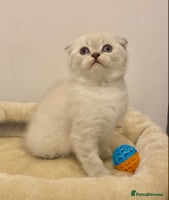British Shorthair cats 🧸EXCEPTIONAL QUALITY PURE BREED BSH TEDDY BEARS🧸 - Advert 1