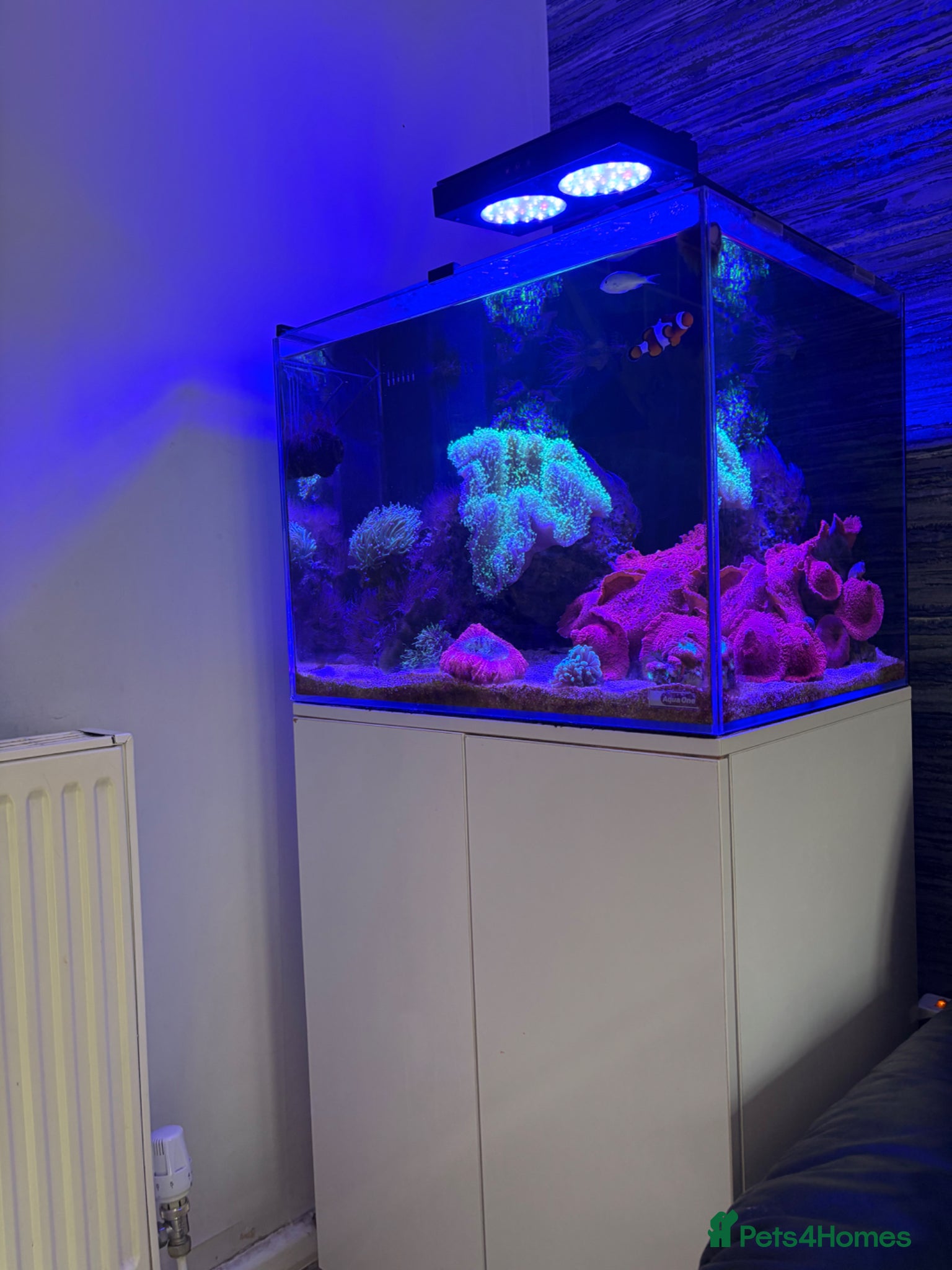 Other/Mixed Breed fish 120L Fully established Tropical fish tank - Advert 2