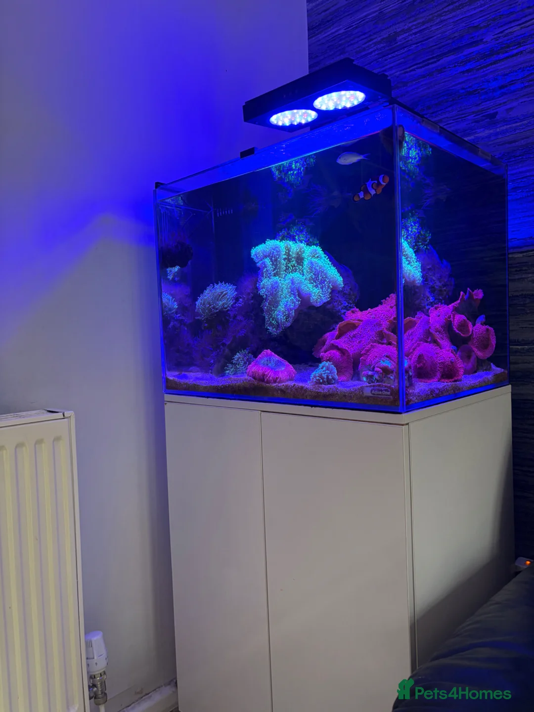 Other/Mixed Breed fish for sale: 120L Fully established Tropical fish tank in Manchester - Advert 1