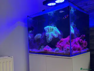 Other/Mixed Breed fish 120L Fully established Tropical fish tank - Advert 2