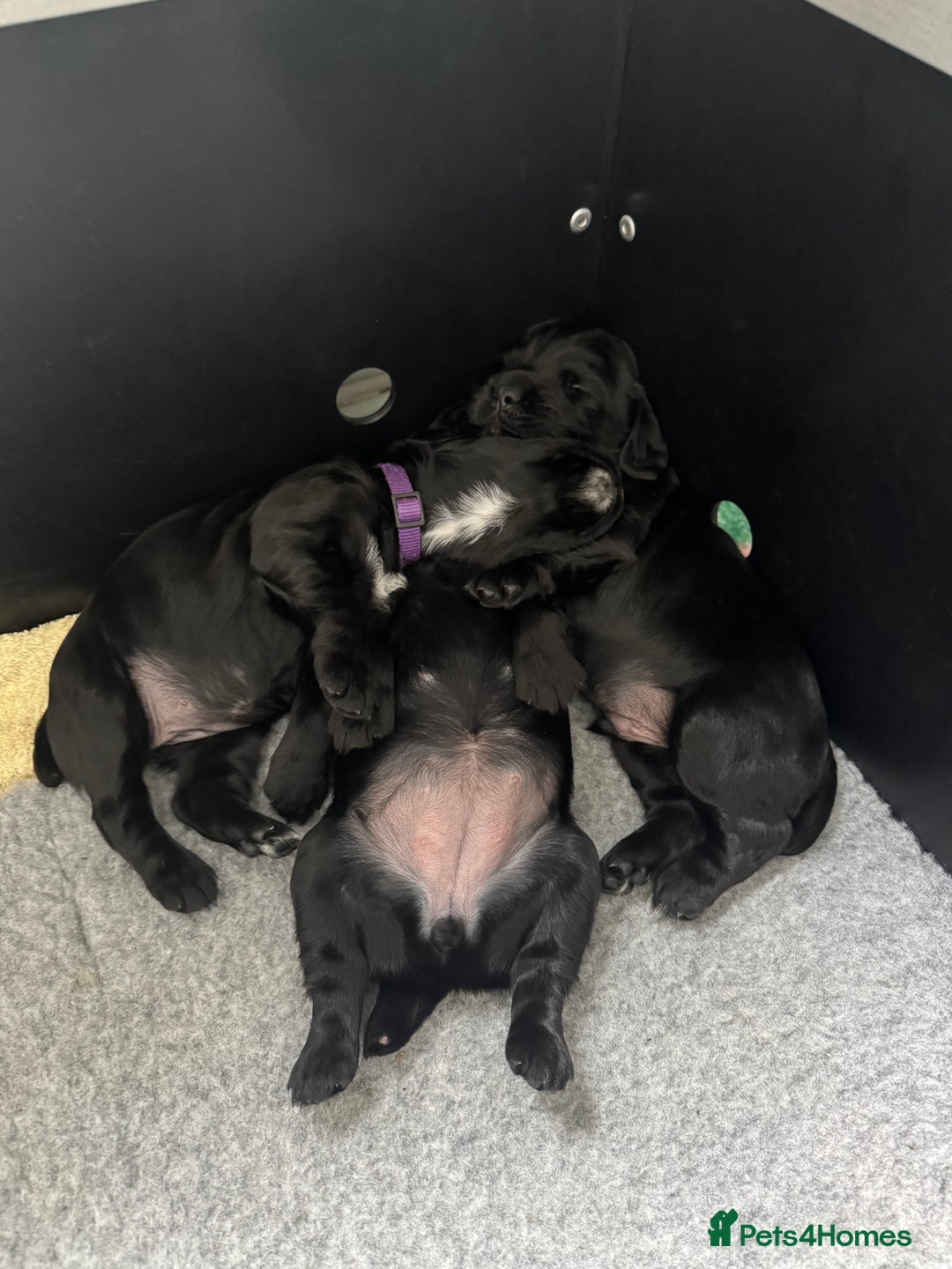 Cocker Spaniel dogs for sale: Cocker Spaniels For Sale - Image 8