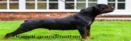 Rottweiler dogs for sale: *** Litter Due *** - Advert 5