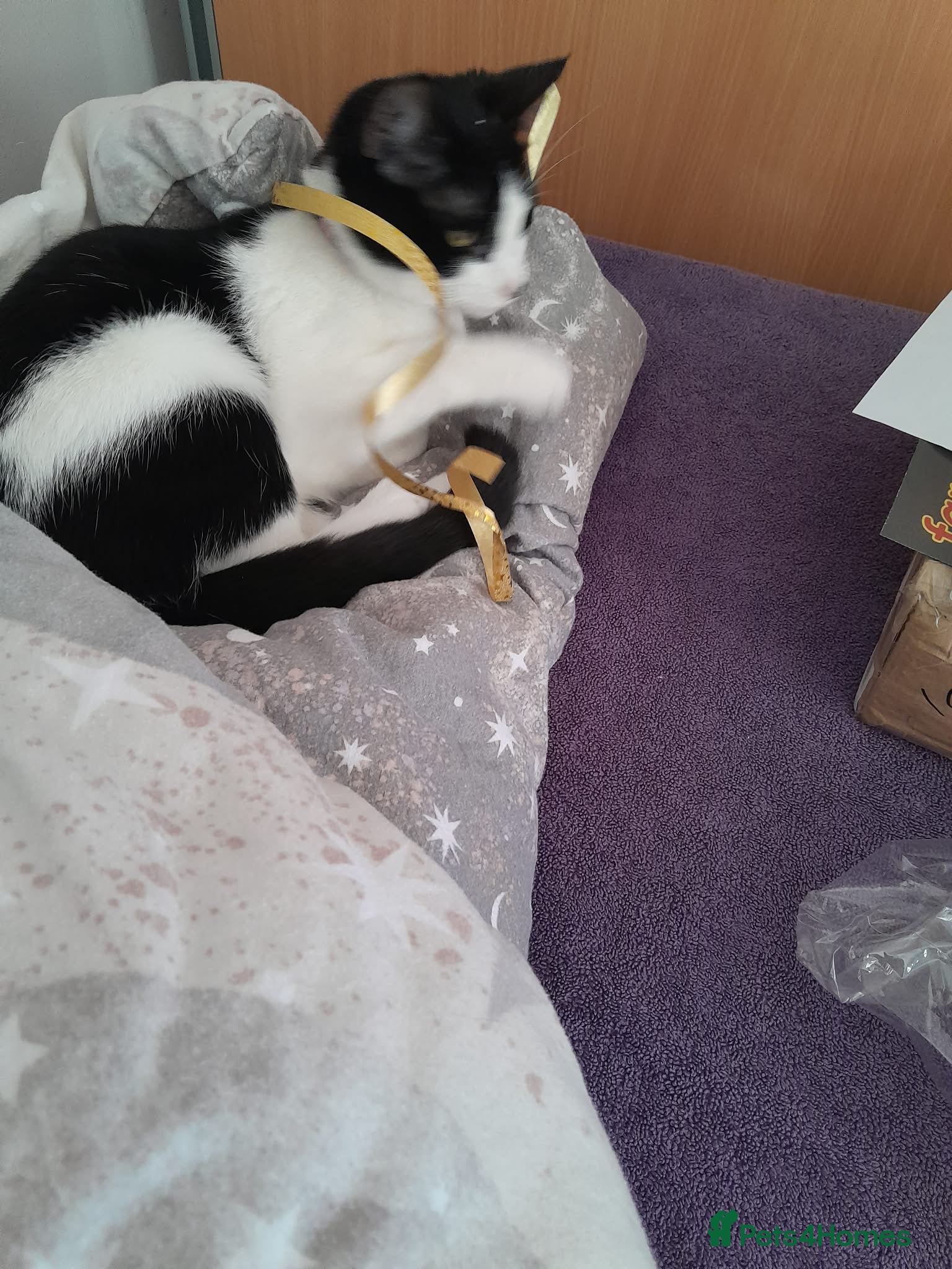 Mixed Breed cats 2 female cats 🐈  - Advert 1