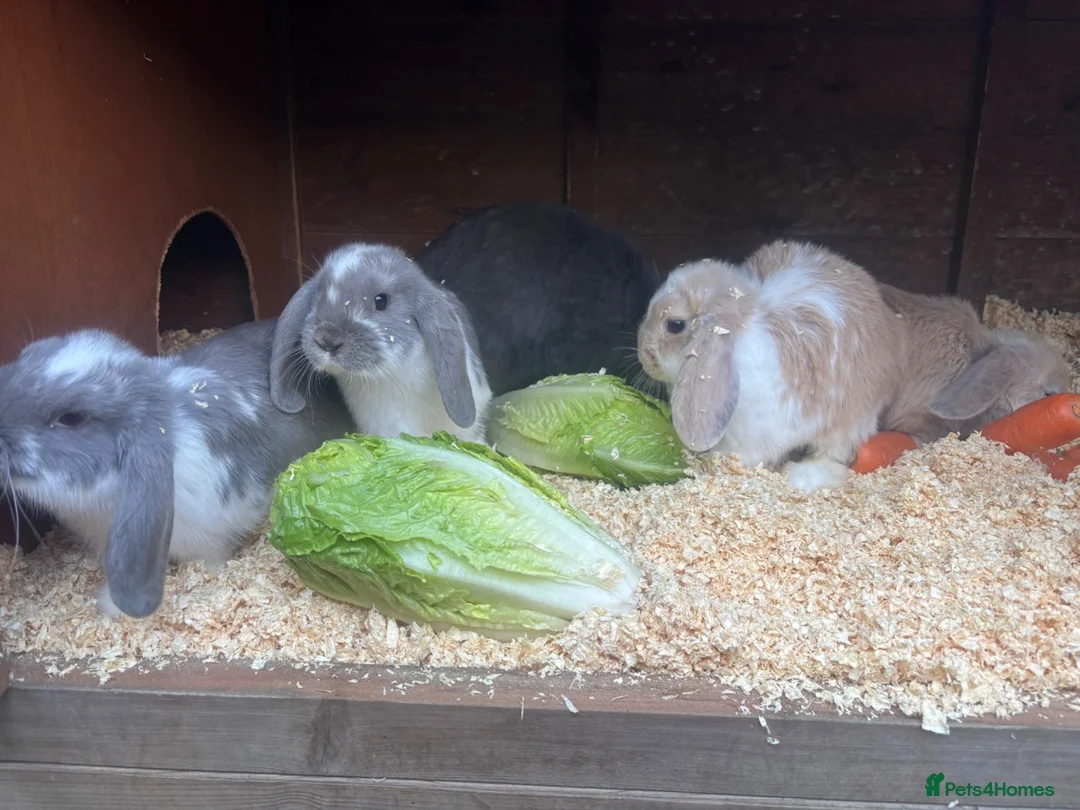 Mini Lop rabbits for sale: Mini lops  in Chipping Norton - Advert 1