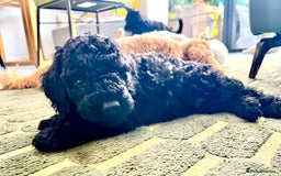 Cockapoo dogs for sale: Cockapoo vet checked ready to leave - Image 12