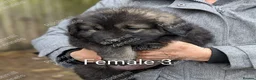 Caucasian Shepherd Dog dogs for sale: Caucasian Shepherd Pups - Advert 11