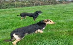 Huntaway dogs for sale: Pure huntaway puppies  - Image 5