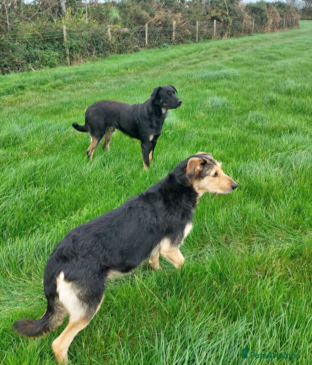 Huntaway dogs for sale: Pure huntaway puppies  - Image 5