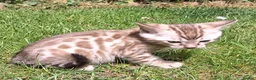 Bengal cats for stud: Unique Black Smoke Bengal stud boy - Advert 11