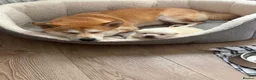Japanese Shiba Inu dogs for sale: Kiba the Shiba  in Salford - Advert 12