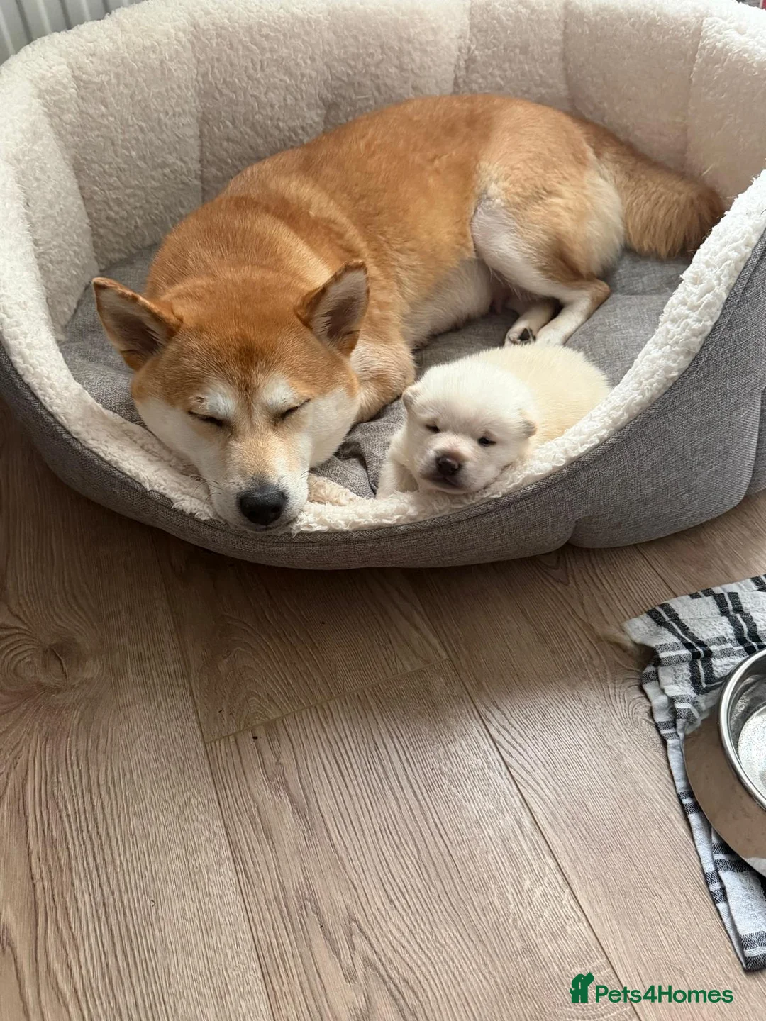 Japanese Shiba Inu dogs for sale: Kiba the Shiba  in Salford - Advert 12