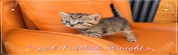 Scottish Fold cats for sale: Scotish Fold Kittens - Advert 13