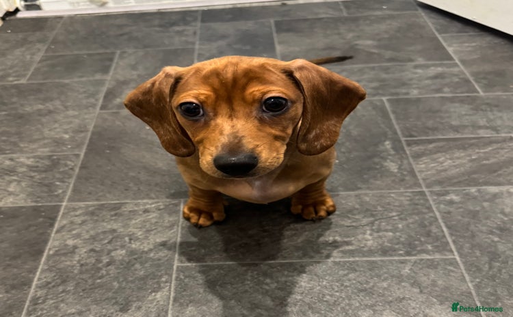 Dachshund dogs - Advert 11