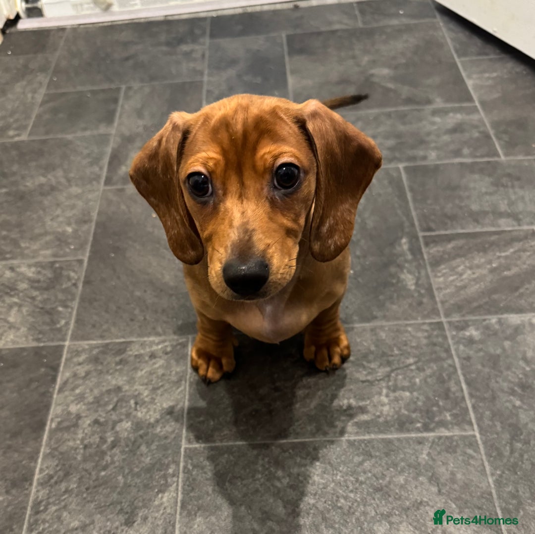 Dachshund dogs for sale: Fully vaccinated georgeous Dachshund puppy - Image 1
