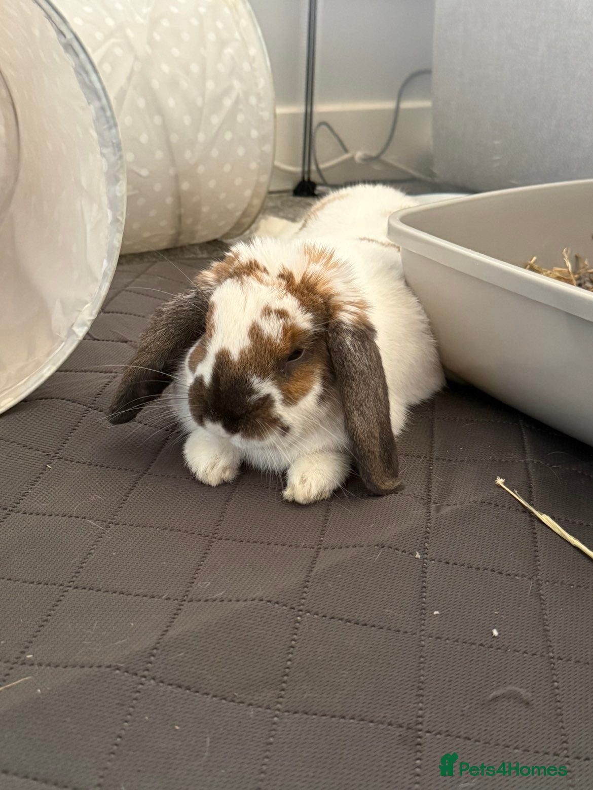 Mixed Breed rabbits Male Mixed Rabbit - Advert 1