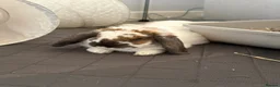 Mixed Breed rabbits for sale: Male Mixed Rabbit in Northampton - Advert 1
