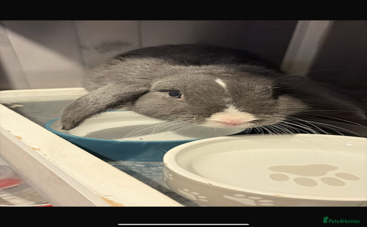 Siberian rabbits - Advert 1