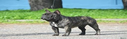 French Bulldog dogs for stud: INTERNATIONAL CHAMPION French Bulldog for STUD - Advert 12